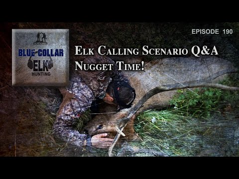 Elk Calling Scenario Q&A - NUGGET TIME!