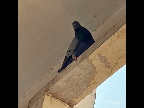 Birds||Trending||viral|Pranathi'sluckyworldNature||