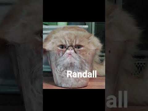 Daily Spanish Animal 52