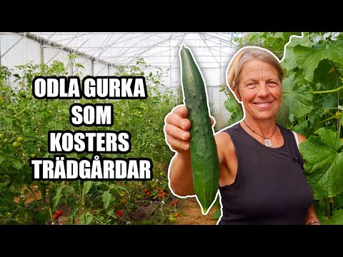 , title : 'Odla gurka som Kosters Trädgårdar'