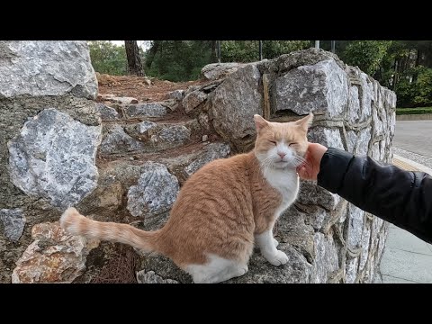 Leo the cat who was very hungry, started meowing when he saw us