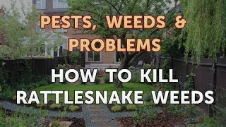 How to Kill Rattlesnake Weeds
