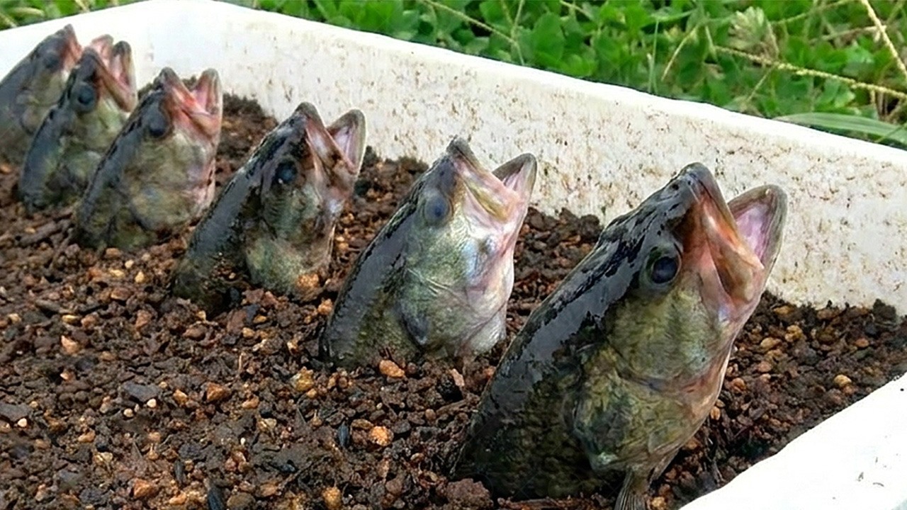 Puso Cabezas De Pescado En Una Maceta, Y Cinco Meses Después La Planta Creció Como Loca