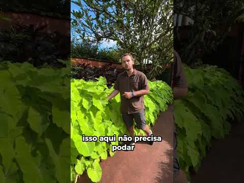 V&iacute;deo 4