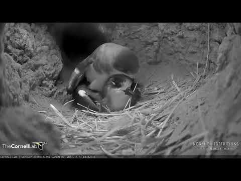 Bermuda Petrels Copulate After Entering Burrow – Nov. 14, 2017
