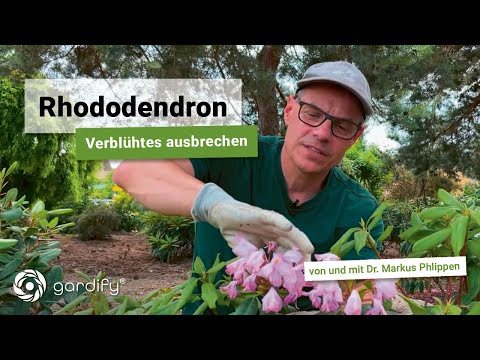 After flowering: Breaking out rhododendron blossoms | gardify tips