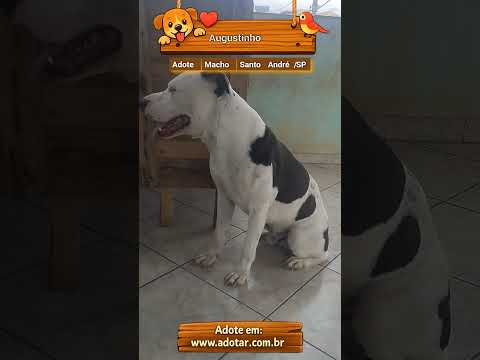 Vídeo de Augustinho