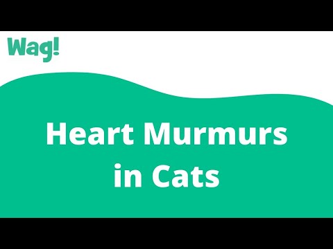 Heart Murmurs in Cats | Wag!