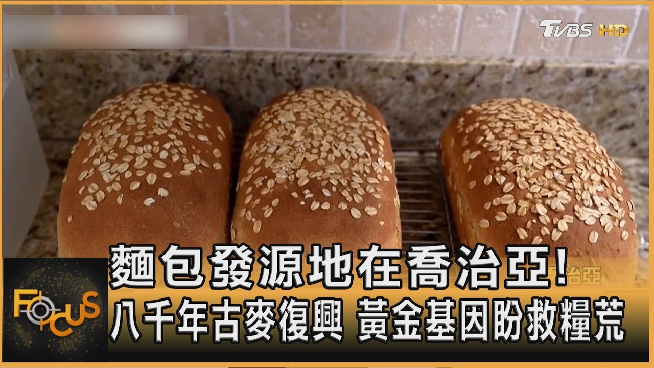 麵包發源地在喬治亞！八千年古麥復興　黃金基因盼救糧荒