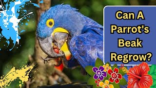 Do Parrots Beaks Grow Back?