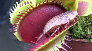 Best Venus Flytrap Trapping Compilation 2018