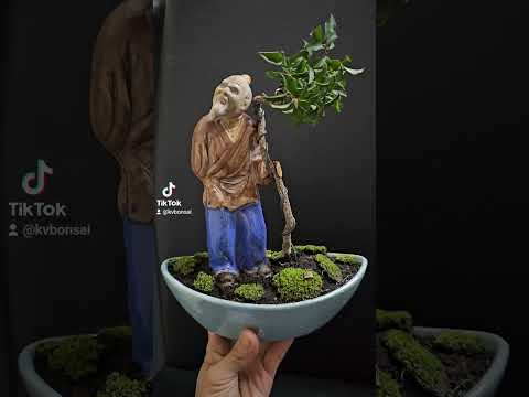 Shohin Bonsai mit der alte Mann hält einen Stock - Malpighia Glabra