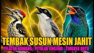 Download lagu TEMBAKAN KASAR MESIN JAHIT PETULAK JINGJING PELATUK BAWANG DAN TENGKEK BUTO mp3