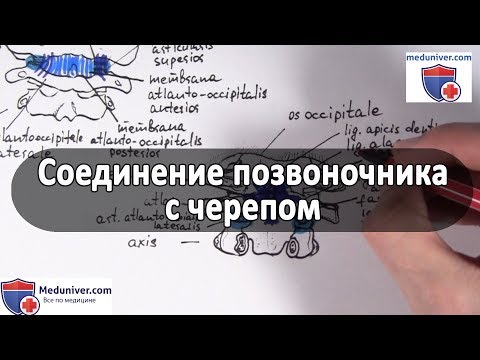 Суставы и связки соединения позвоночника с черепом - meduniver.com