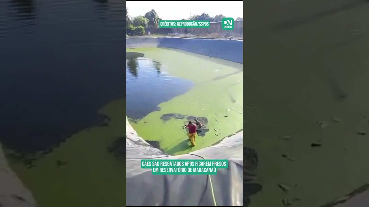 Imagem da notícia Cães são resgatados após ficarem presos  em reservatório de Maracanaú