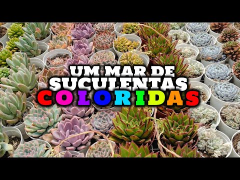 TOUR PELO BRILHO DO SOL CACTOS E SUCULENTAS | PARTE 2
