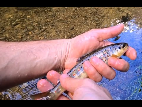 Dupamasa de pescuit pe Somesul Rece, la altitudine de 700 metri. Pastravi indigeni, Catch & Release