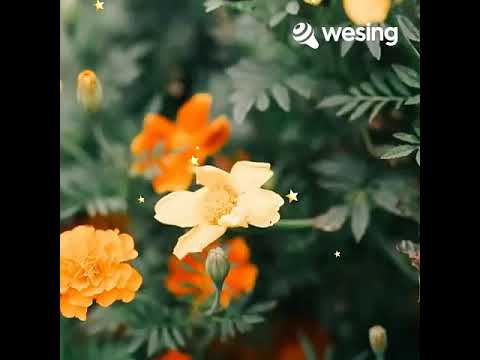 Bungai Layu Patah Ditangkai(cover)