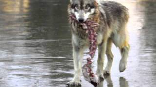 The Dark Passenger - Psychological Warfare