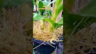 Download lagu Anggrek macan siap di order 🙏 #orchid #orchidscare #grammatophyllum #anggrek #anggrekspecies mp3