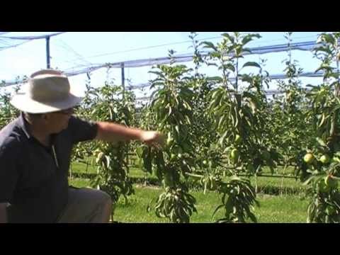 Sommerschnitt bei Säulenbäumen