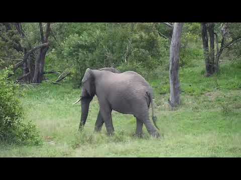 Djuma: Lone Elephant bull walks through - 05:06 - 12/07/20