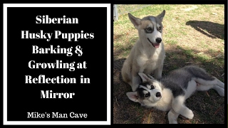 Siberian Husky Puppies Barking  at Reflection in Mirror