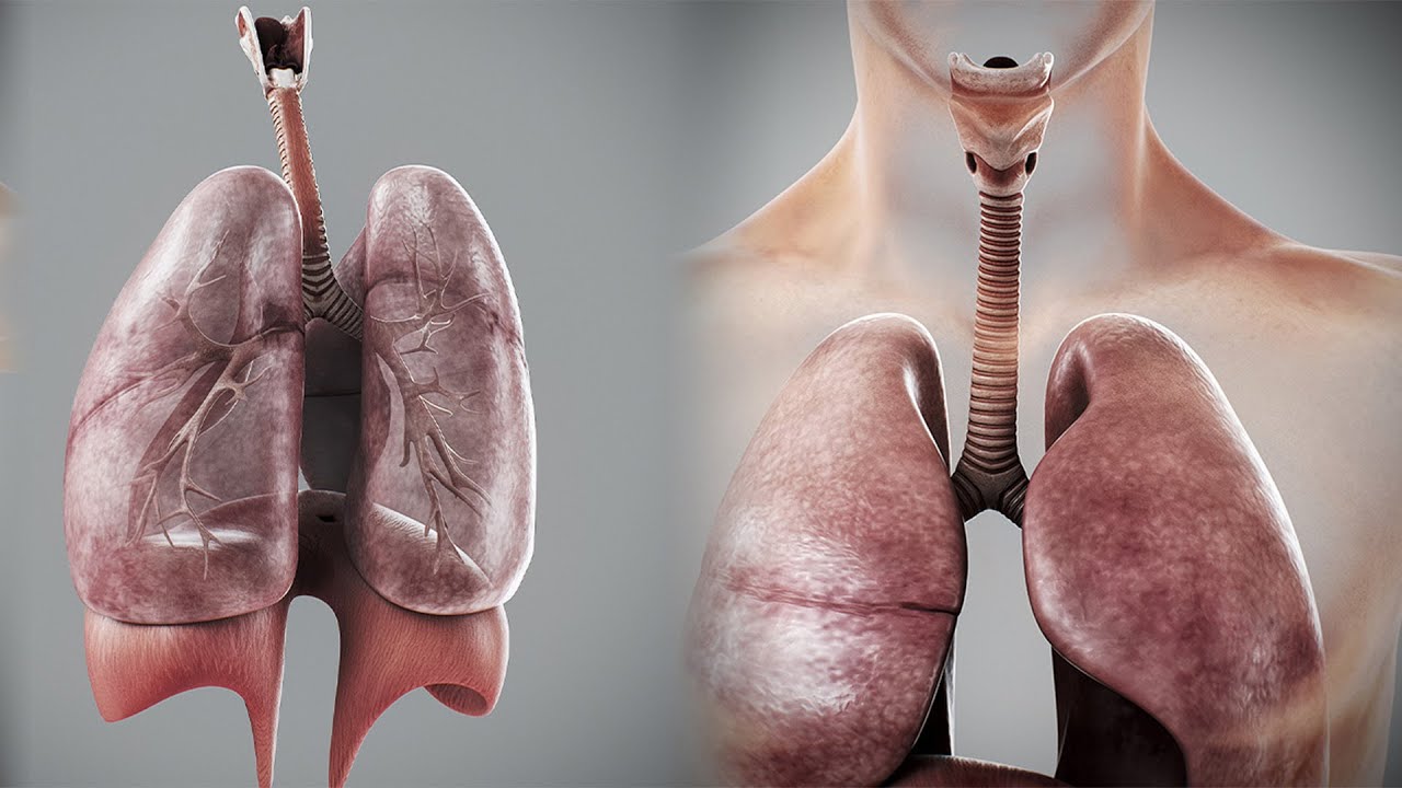 Human Male Respiratory Anatomy 3D Model