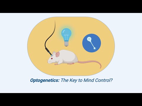 Optogenetics: The Key to Mind Control? | Neuromodulation: 2.5 minute EXPLANATION| NeuroNerd