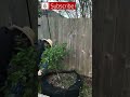 How to Save A Citrus Tree From a Freeze