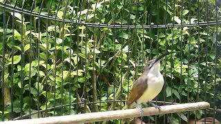 Download lagu pijantung pisang ngeriwik isian mp3