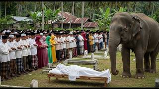 Download lagu VIRAL!! Seekor Gajah Datang ke Makam Kakek Tua Setiap Malam , Alasannya Membuat Semua Orang Menangis mp3