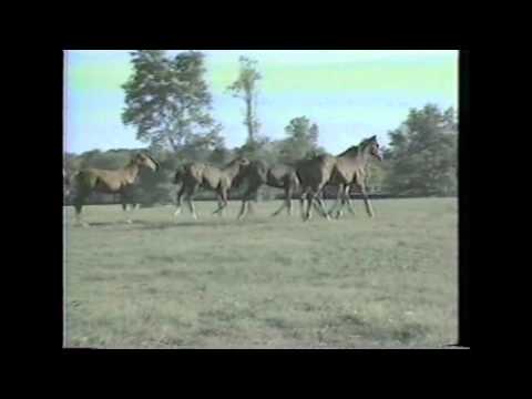 Northern Dancer a Champion part 1