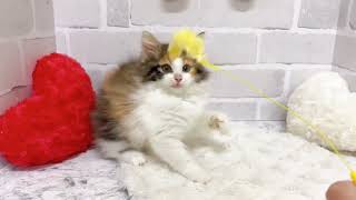 ノルウェージャンフォレストキャットの動画02