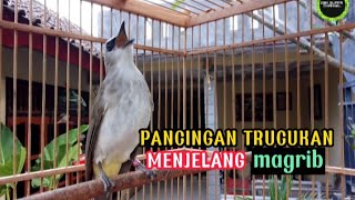 Download lagu pancingan trucukan menjelang MAGRIB...untuk memancing trucukan yg susah tidur. mp3 Download lagu pancingan trucukan menjelang MAGRIB...untuk memancing trucukan yg susah tidur. mp3