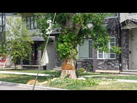 Precise Pruning Tree removal Calgary