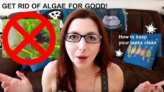 Get Rid Of Algae In Your Aquarium | Keeping Algae Under Control In Your Fish Tank