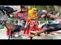Goat Miking Aunty Milk Village Aunty Milk Aunty Village Aunty Cow Milk Vlog Goats Milking
