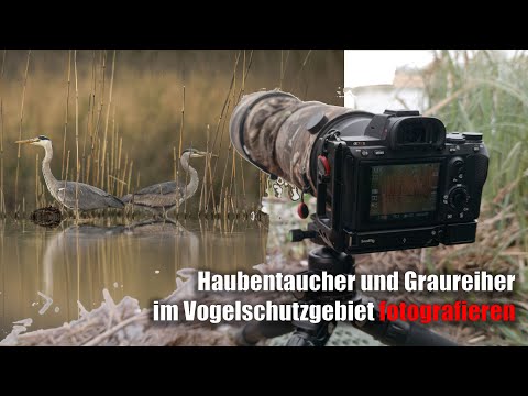 Haubentaucher, Graureiher und andere Vögel ... Fotografieren im Vogelschutzgebiet