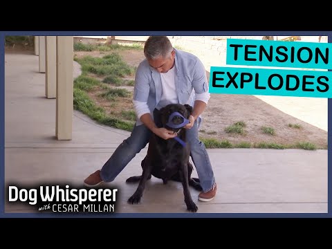 Rescued Mastiff Labrador Mix Becomes Increasingly Aggressive | Dog Whisperer With Cesar Millan