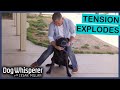 Rescued Mastiff Labrador Mix Becomes Increasingly Aggressive Dog Whisperer With Cesar Millan