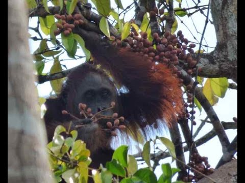 Wildlife of Tanjung Puting National Park, Borneo III - 2015