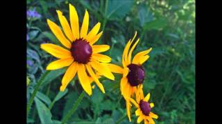 Iona Wagner- Darling Please (original song)