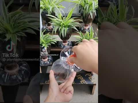 Macetas con botellas de plástico, increíble idea para tener en casa!! #shorts #huerta #botellas#fyp