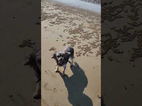 walk on the beach with Molly