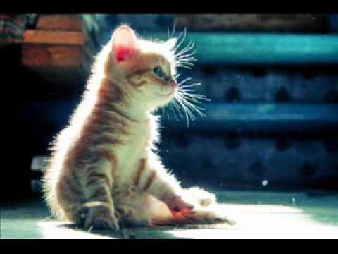 Zdravko Tomic - Pesma o Maji