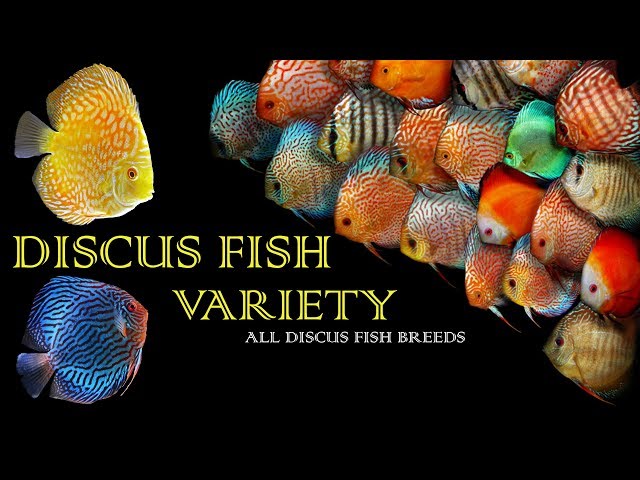 THE BEST DISCUS FISH VARIETIES - Types of Discus Fish for your Freshwater Aquarium