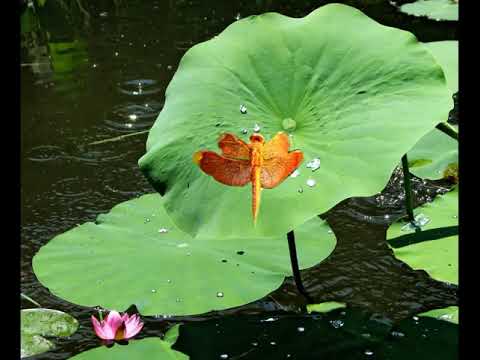 Mon amar foring hoye..bhoomi band