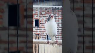 Download lagu Kenari gacor ngerol panjang speed rapat #canary #canário #canary gacor#canaris #birds mp3