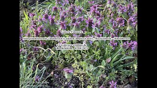 Galerie Fotoserie Stängelumfassende Taubnessel Lamium amplexicaule Hackenheim Rheinhessen